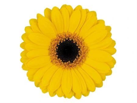 Germini Delmonte • 45 cm