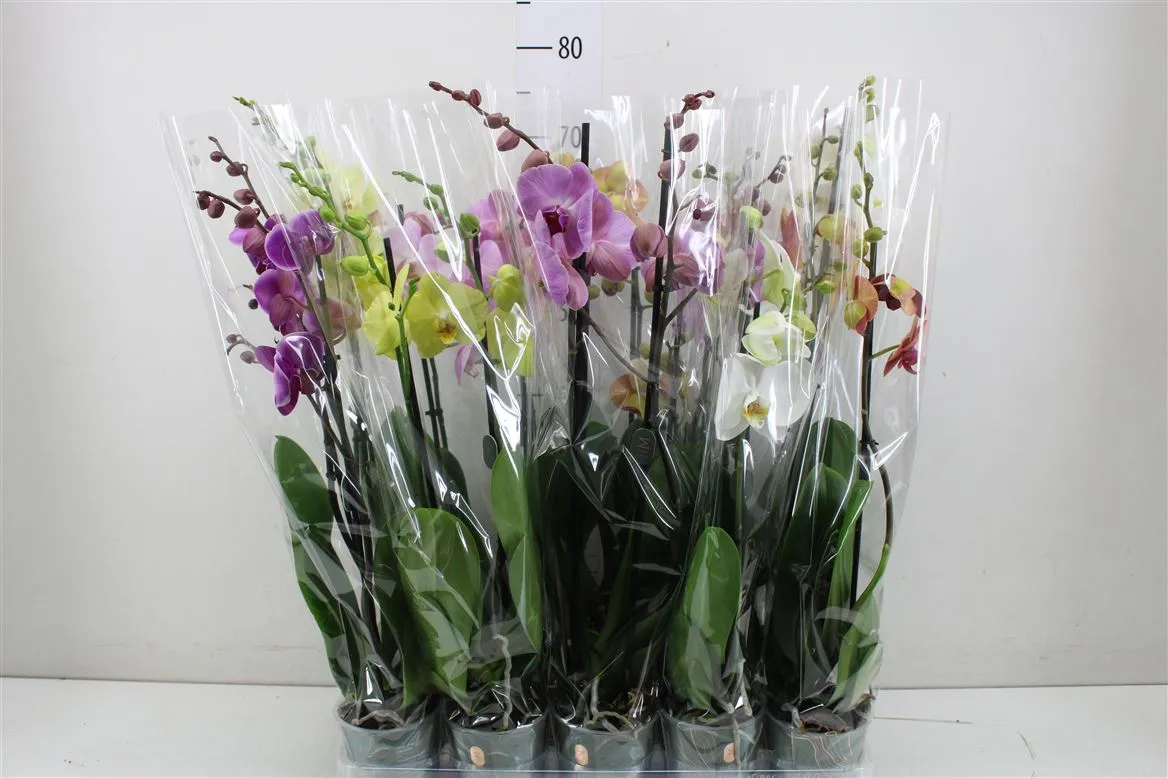 Orchidea Phalaenopsis mix 18+ Mimesis, 2 výhony • črepník 12 cm