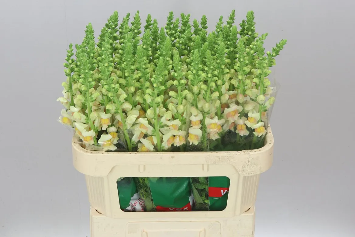 Antir Costa Apricot • 75 cm