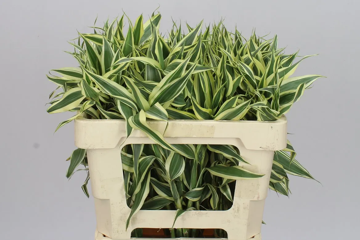 Drac San White Green 50cm • 50 cm