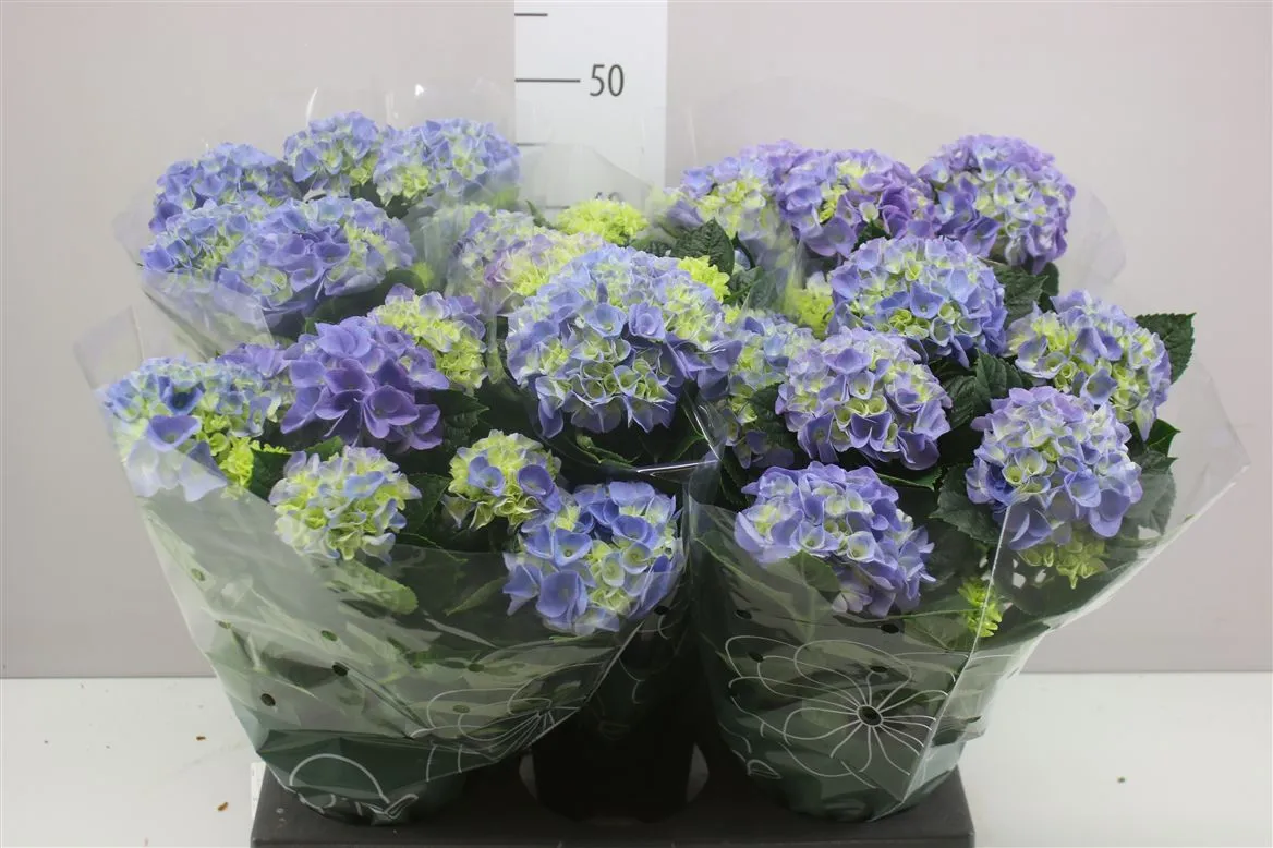 Hortenzia črepníková Hi Halo Blue 7-8 • črepník 14 cm