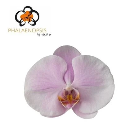 Orchidea Phalaenopsis Tikal
