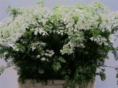 Orlaya Grandflora White • 65 cm