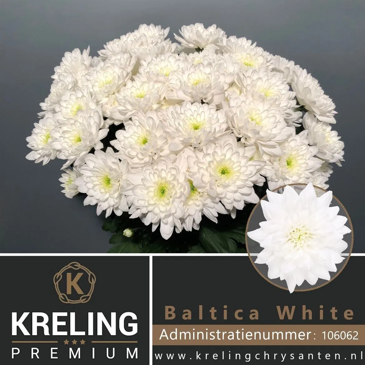 Chryzantéma trsová Baltica • 70 cm