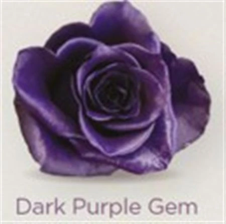 Ruža farbená Dark Purple Gem, Ekvádor • 50 cm