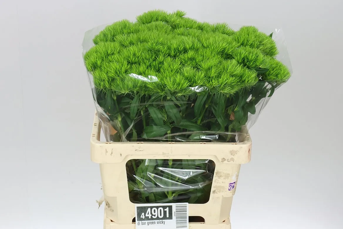 Klinček bradatý Green Wicky • 60 cm
