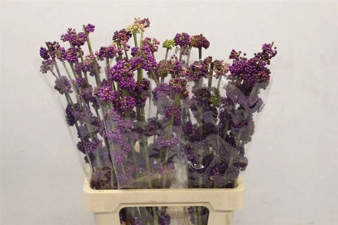 Callicarpa Gira • 60 cm
