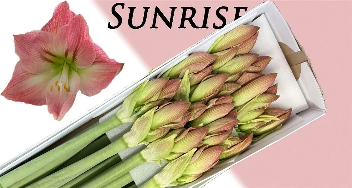 Amarylis Sunrise • 75 cm