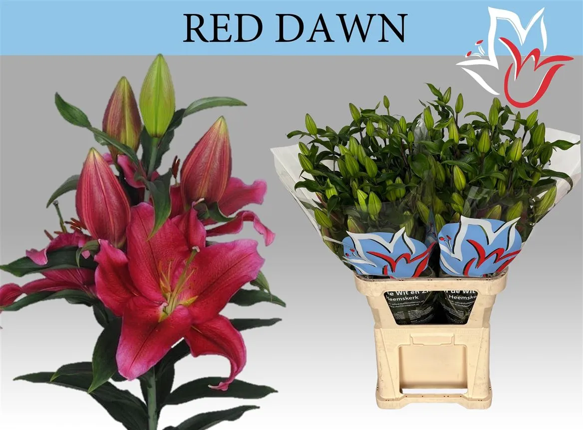 Lil Or Red Dawn • 110 cm