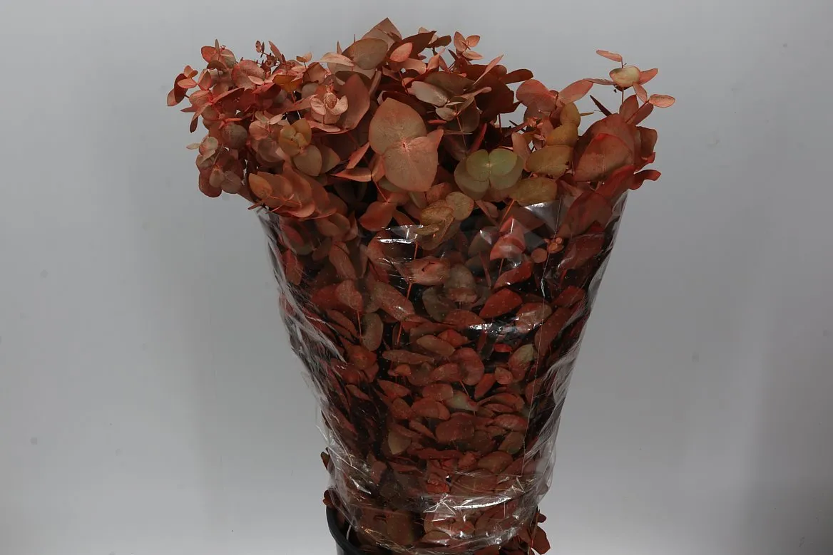 Cinerea Orange • 75 cm