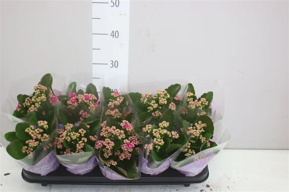 Kalanchoe Rosalina Paars • črepník 10,5 cm