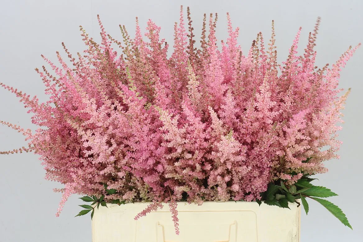 Astilbe Romanze • 65 cm
