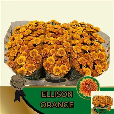 Chryzantéma santini Ellison Orange • 55 cm