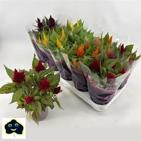 Celosia Pl Lumos Gemengd • črepník 12 cm
