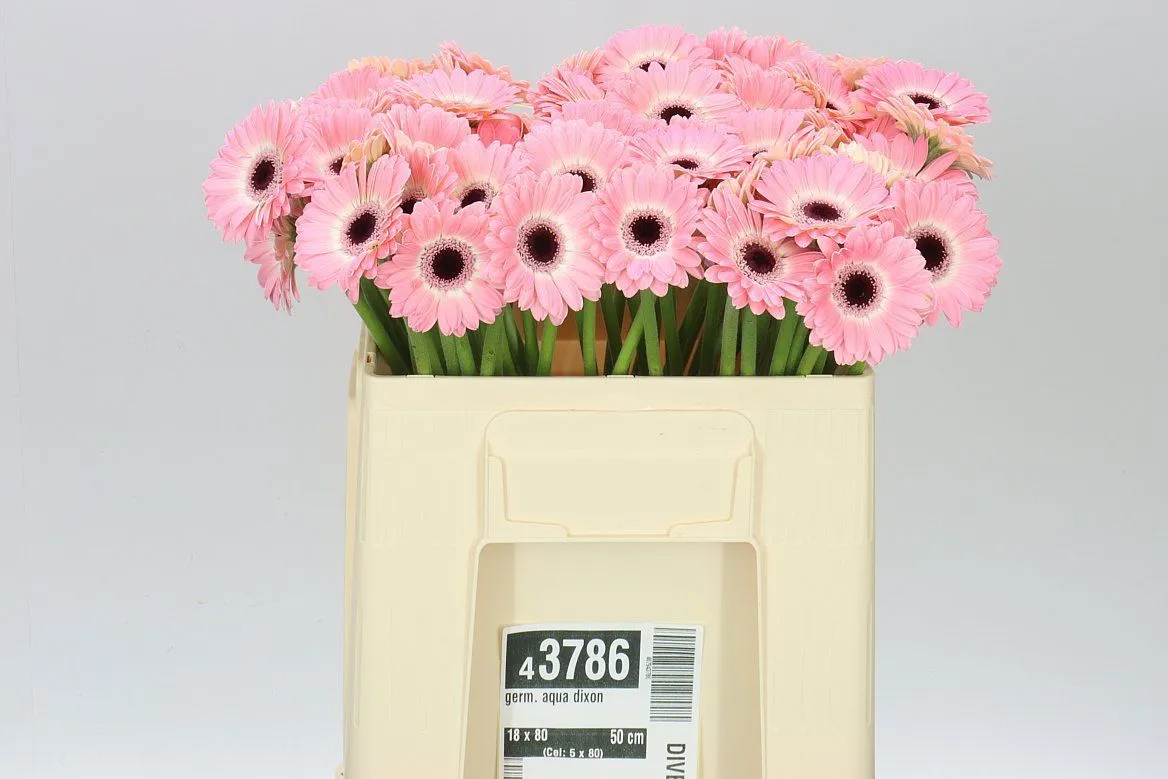 Germini Aqua Dixon • 50 cm