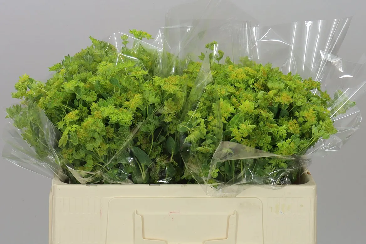 Bupleurum Griffithii • 50 cm