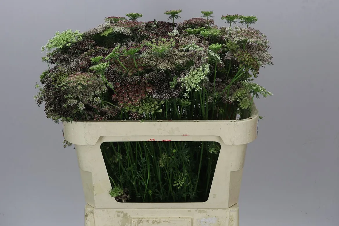 Ammi Daucus Carota Dara • 80 cm