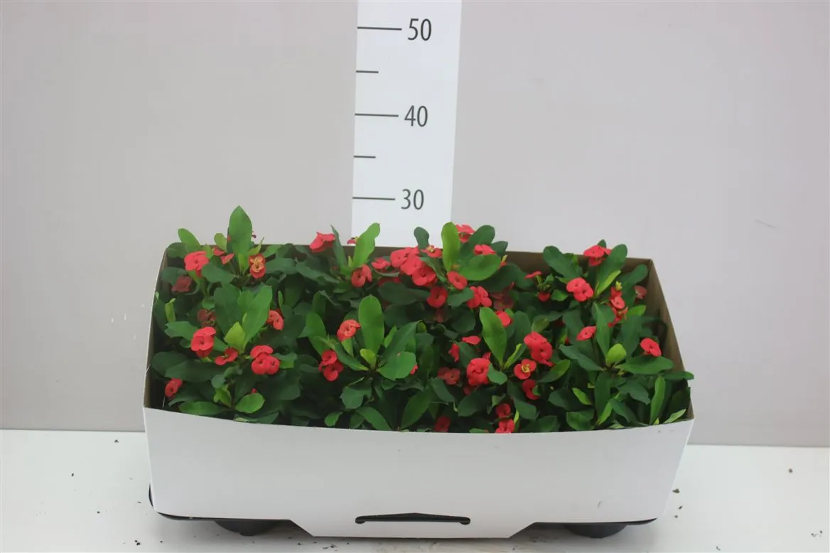 Euphorbia Mi Vulcanus • črepník 12 cm