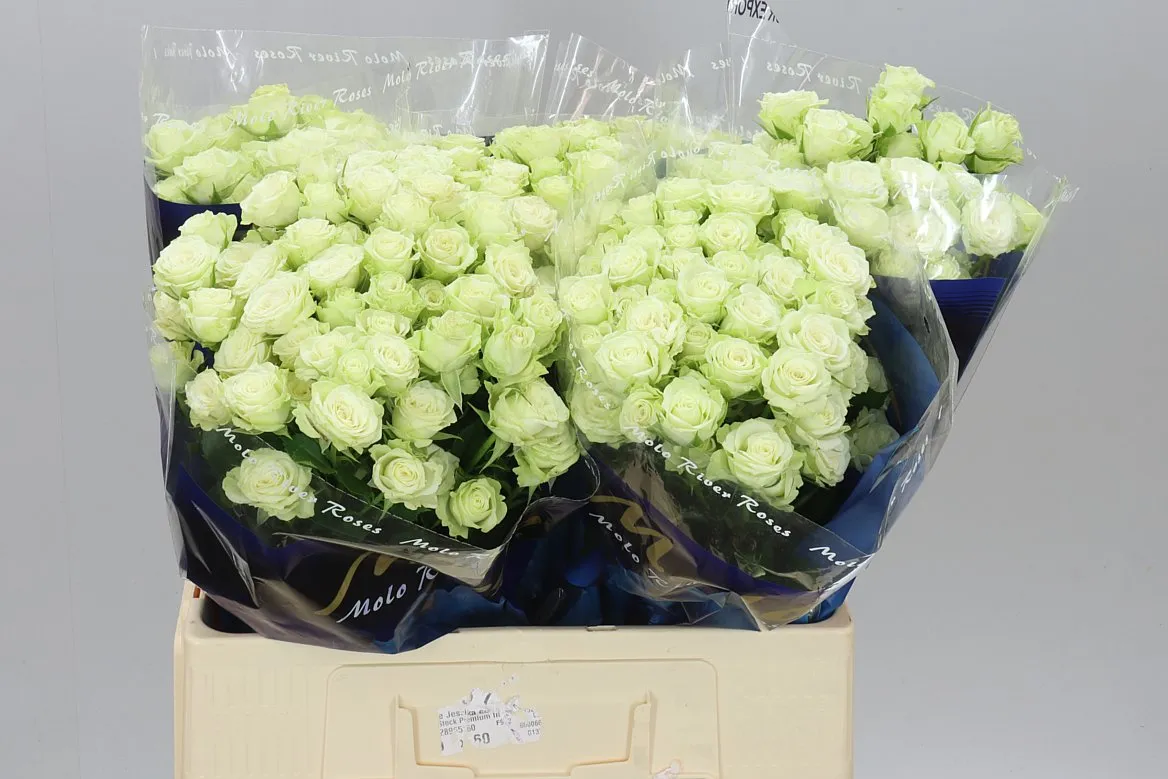 Ruža trsová Green Glow • 60 cm