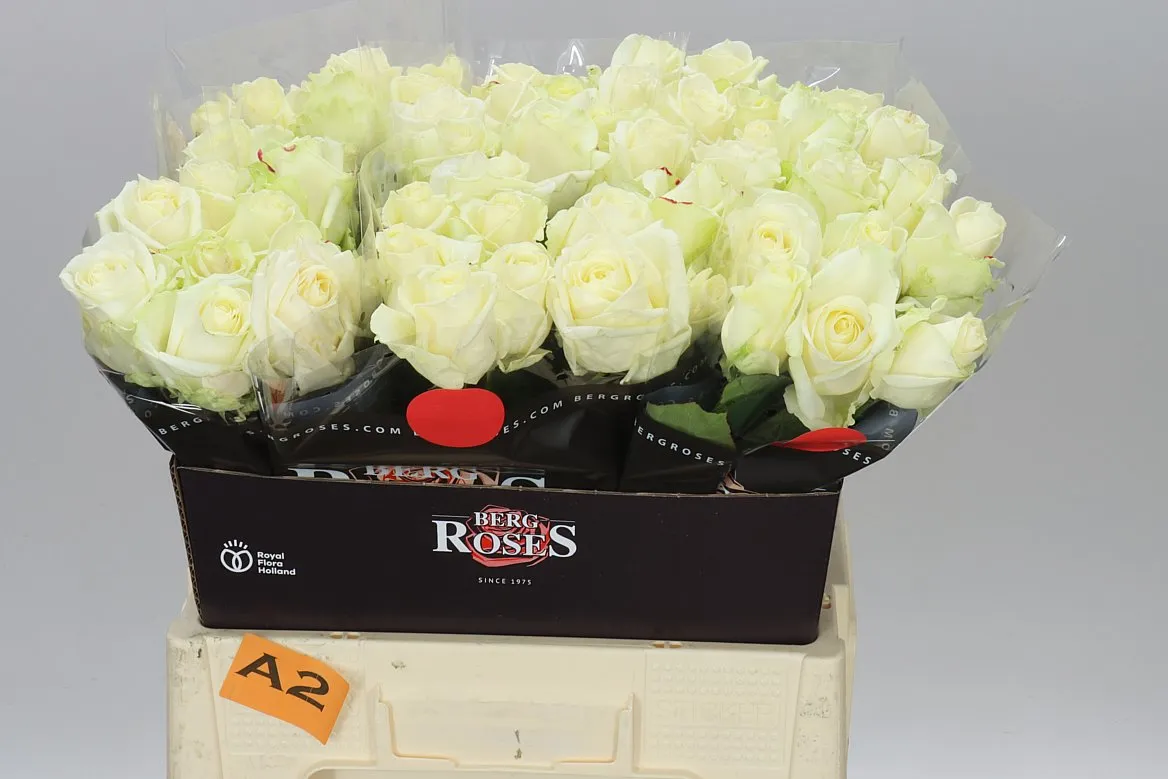 Rosa Gr Avalanche A2 • 60 cm