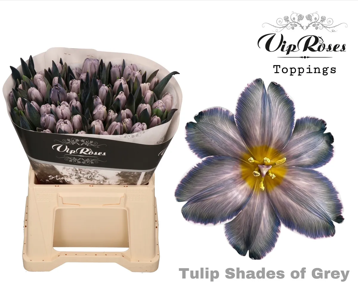 Tu En A Shades Of Grey • 40 cm