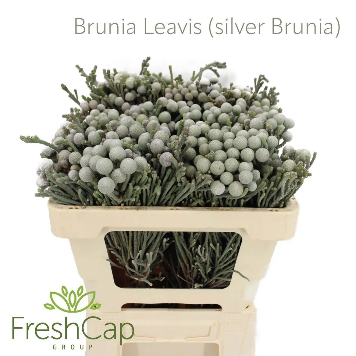 Kaaps Brunia Silver • 50 cm