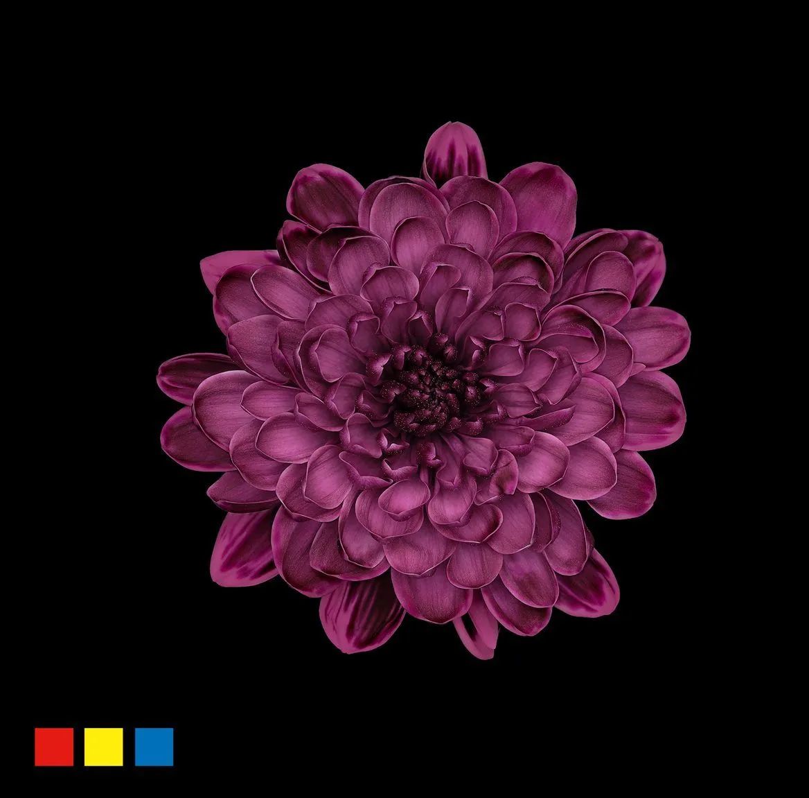 Chryzantéma trsová Altaj Cassis • 70 cm