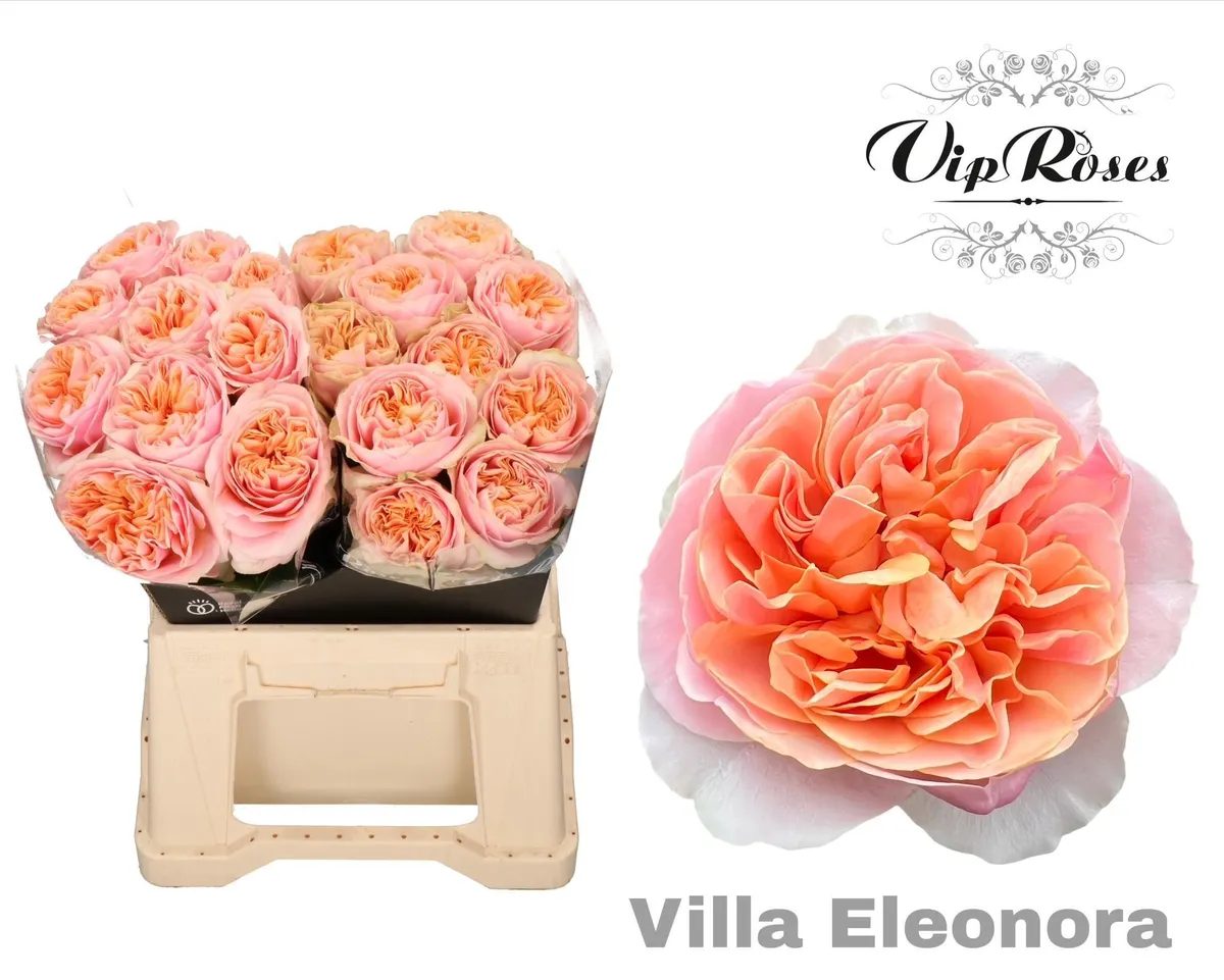 Ruža Villa Eleonora • 40 cm