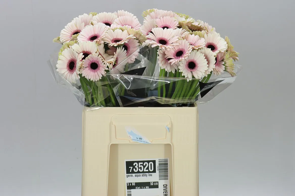Germ. Aqua Abby Lou • 50 cm