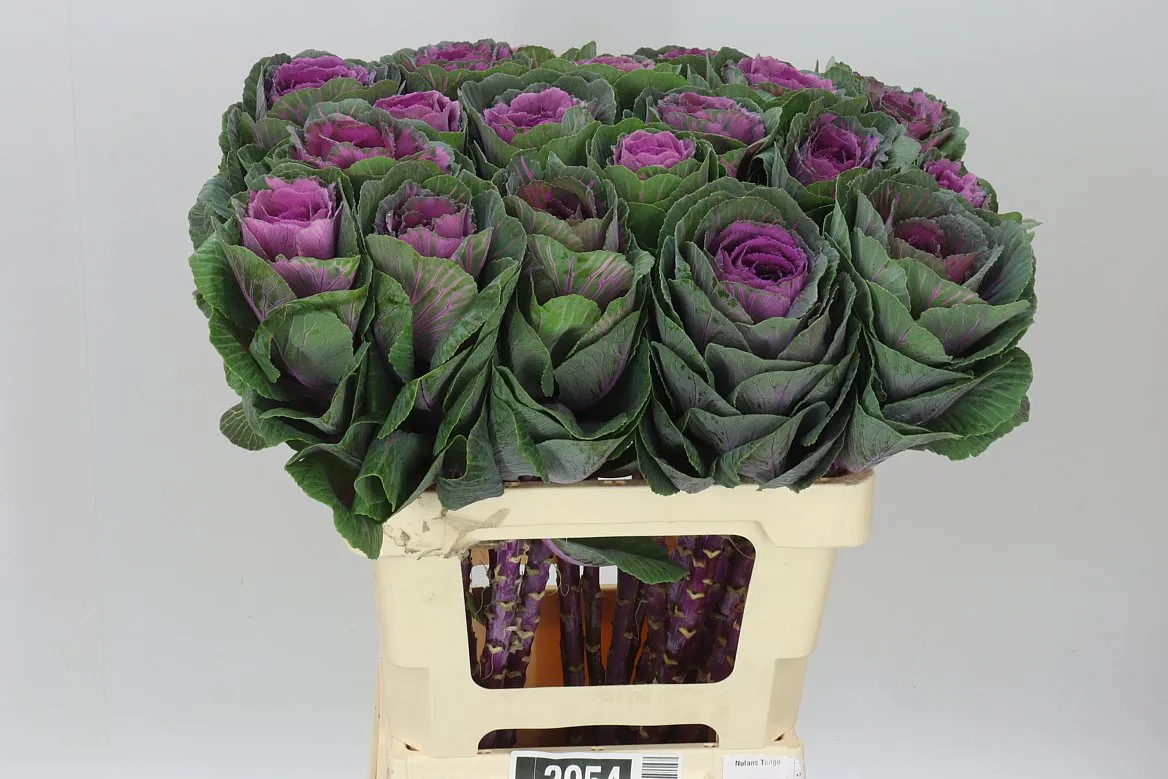 Brassica Red Crane • 60 cm