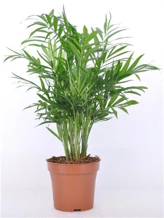 Chamaedorea Elegans • črepník 9 cm