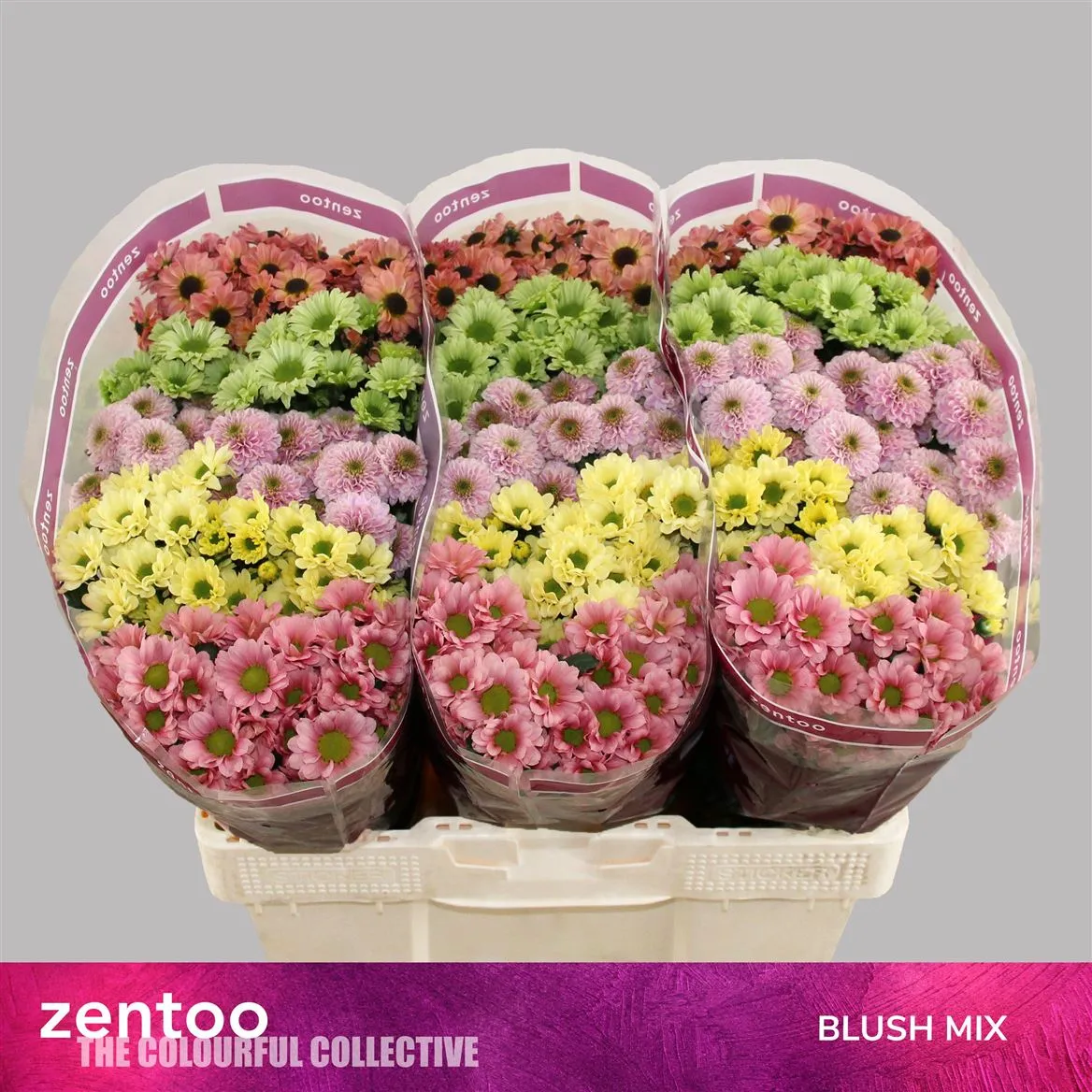 Chryzantéma santini Blush mix • 55 cm