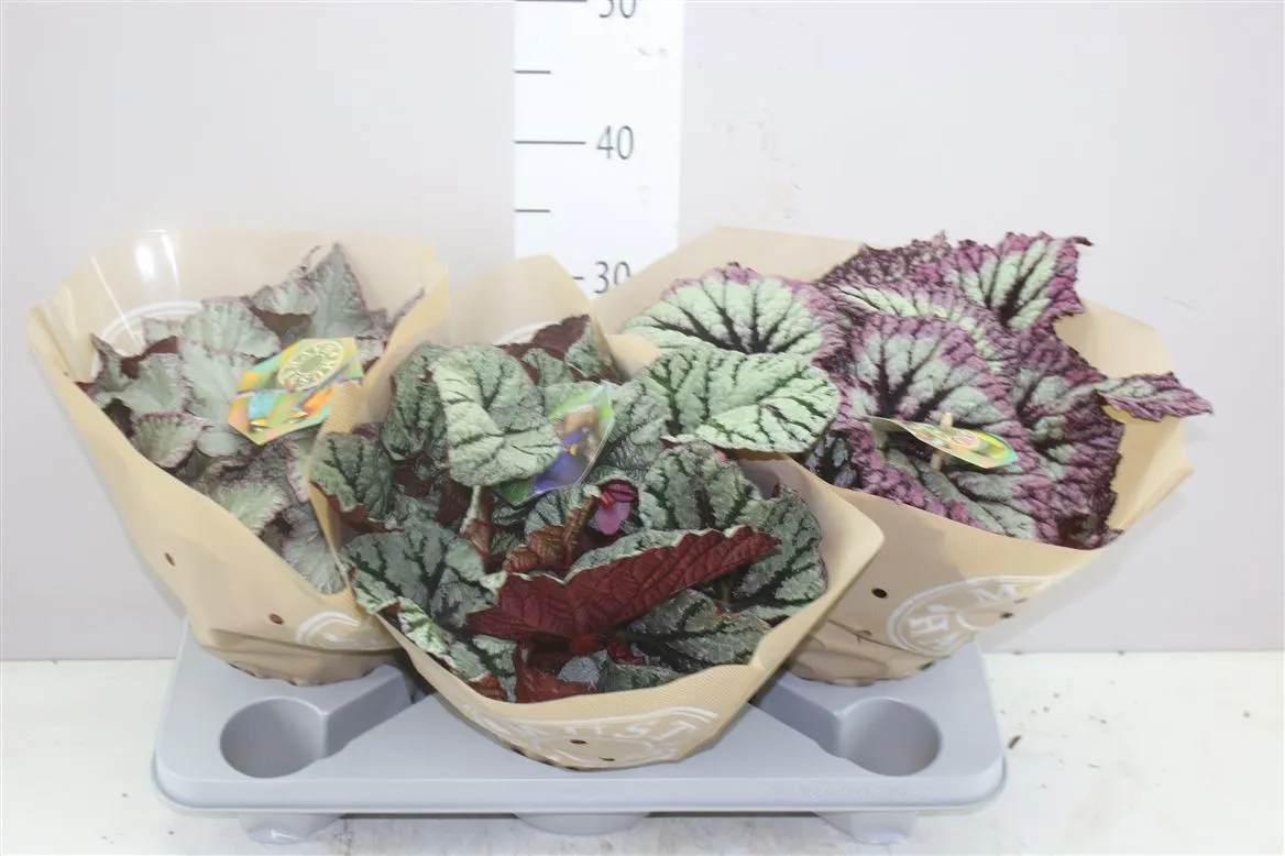 Begonia Blad Beleaf Gemengd • črepník 17 cm