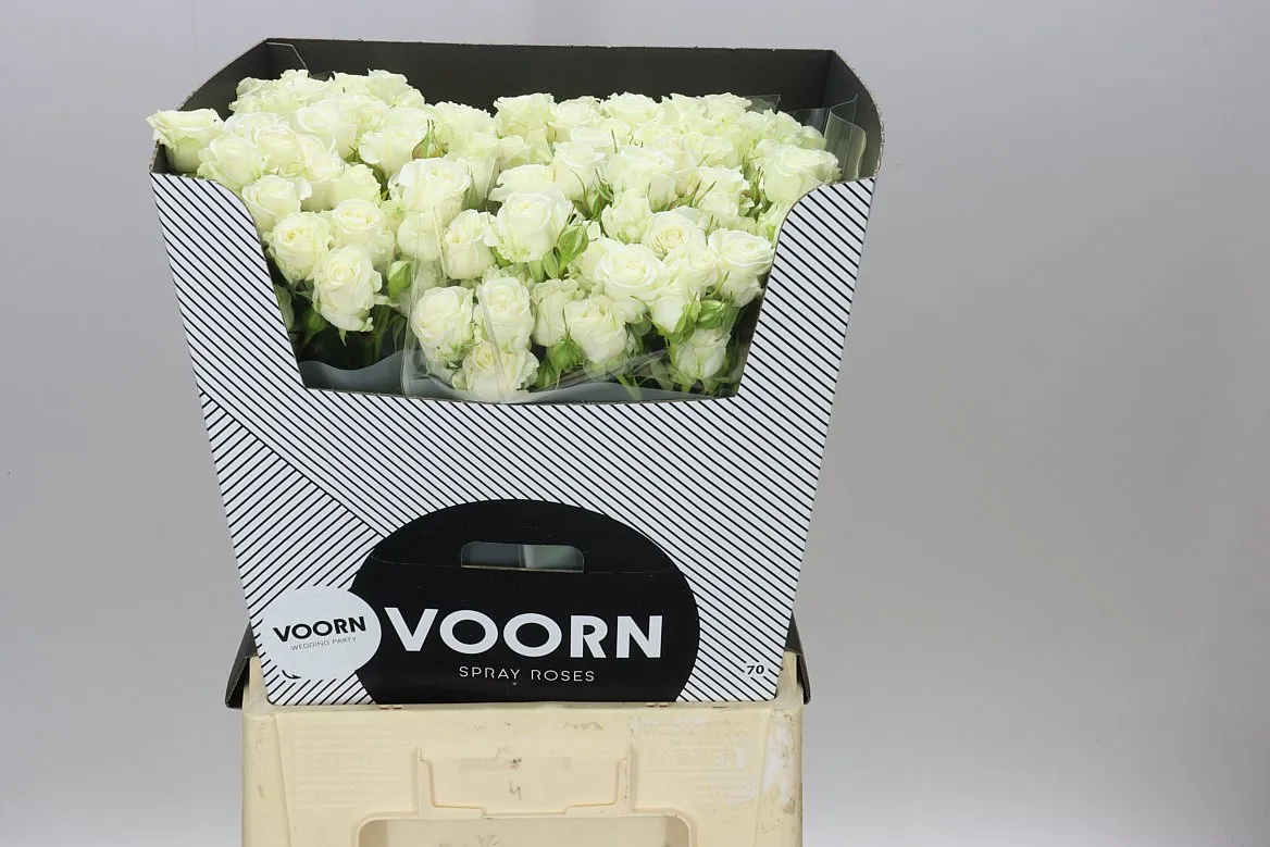 Rosa Tr Wedding Party • 70 cm