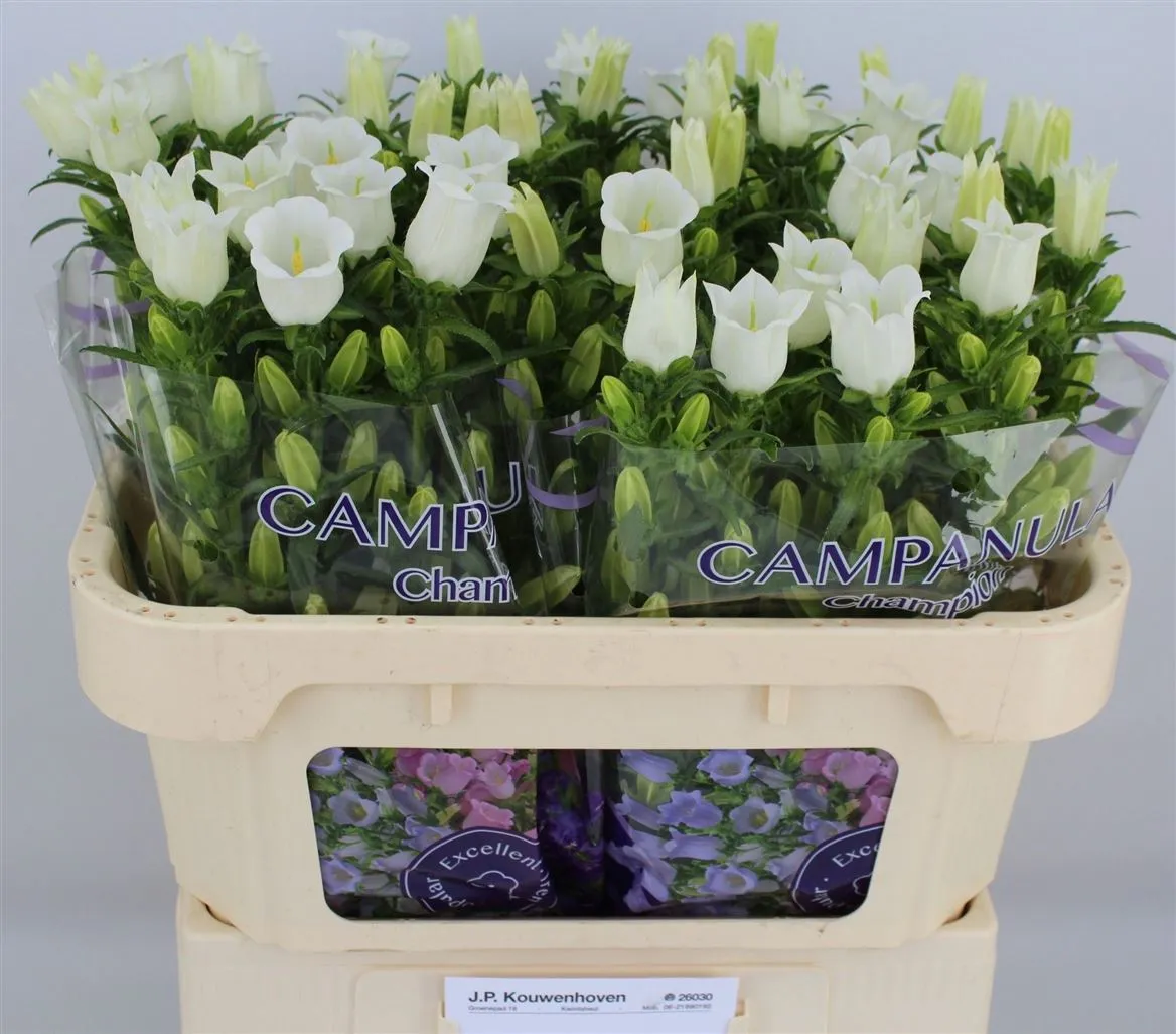 Campanula M Champ White • 65 cm