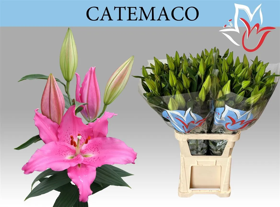 Lil Or Catemaco • 105 cm