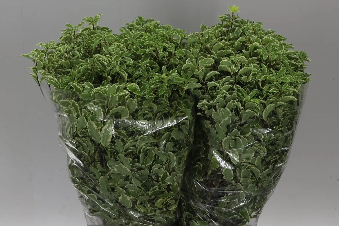 Pittosporum Fine Bont • 60 cm