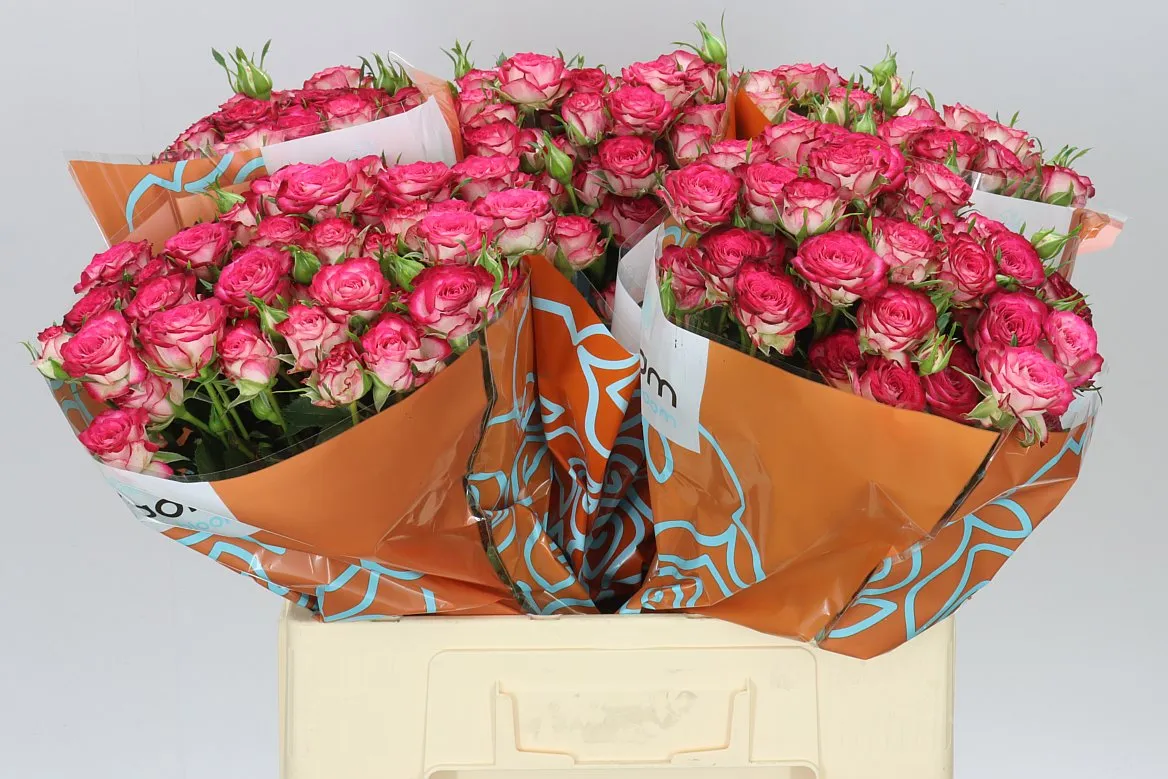 Rosa Tr Vanessa • 60 cm