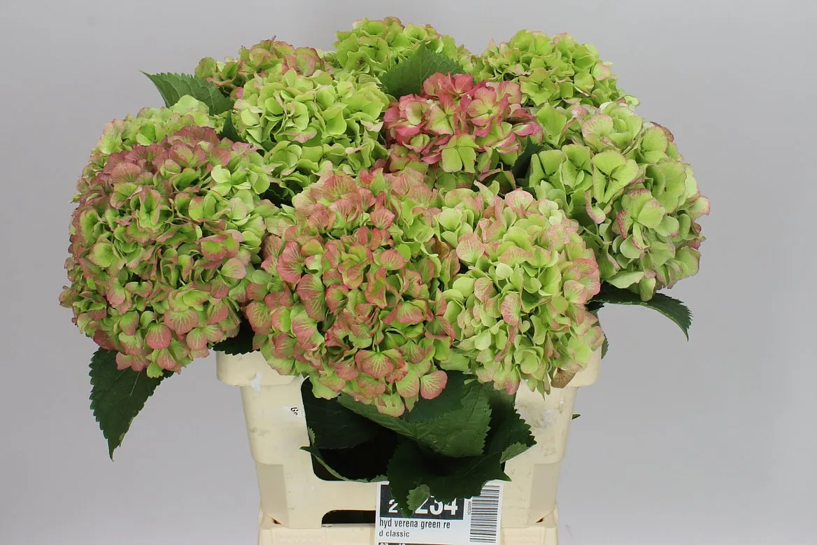 Hydrangea Verena Green Red Classic • 60 cm