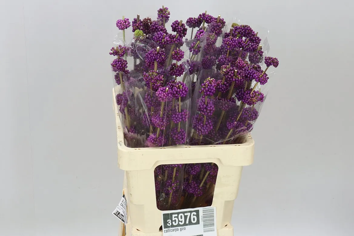 Callicarpa Gira • 60 cm