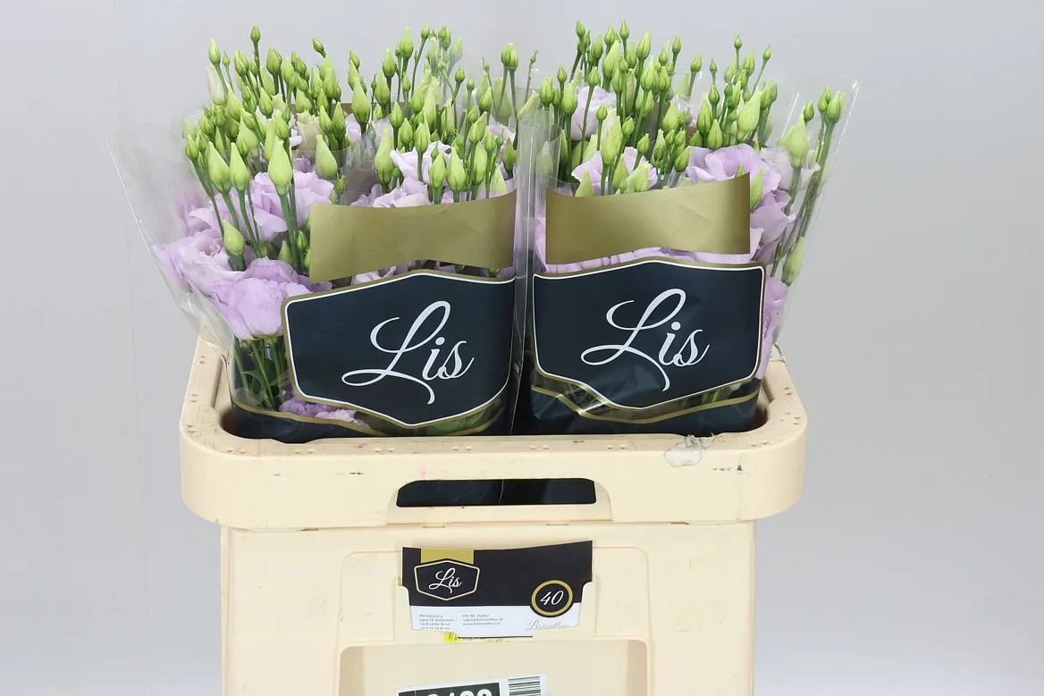 Eust Du Arena Lavender • 70 cm