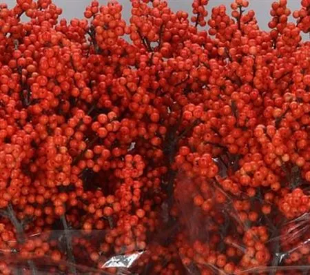 Ilex Daydream • 120 cm
