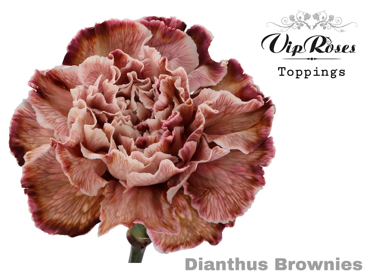 Karafiát Brownies (zuurbier) • 60 cm