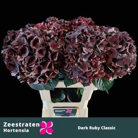 Hyd Black Ruby Classic • 60 cm