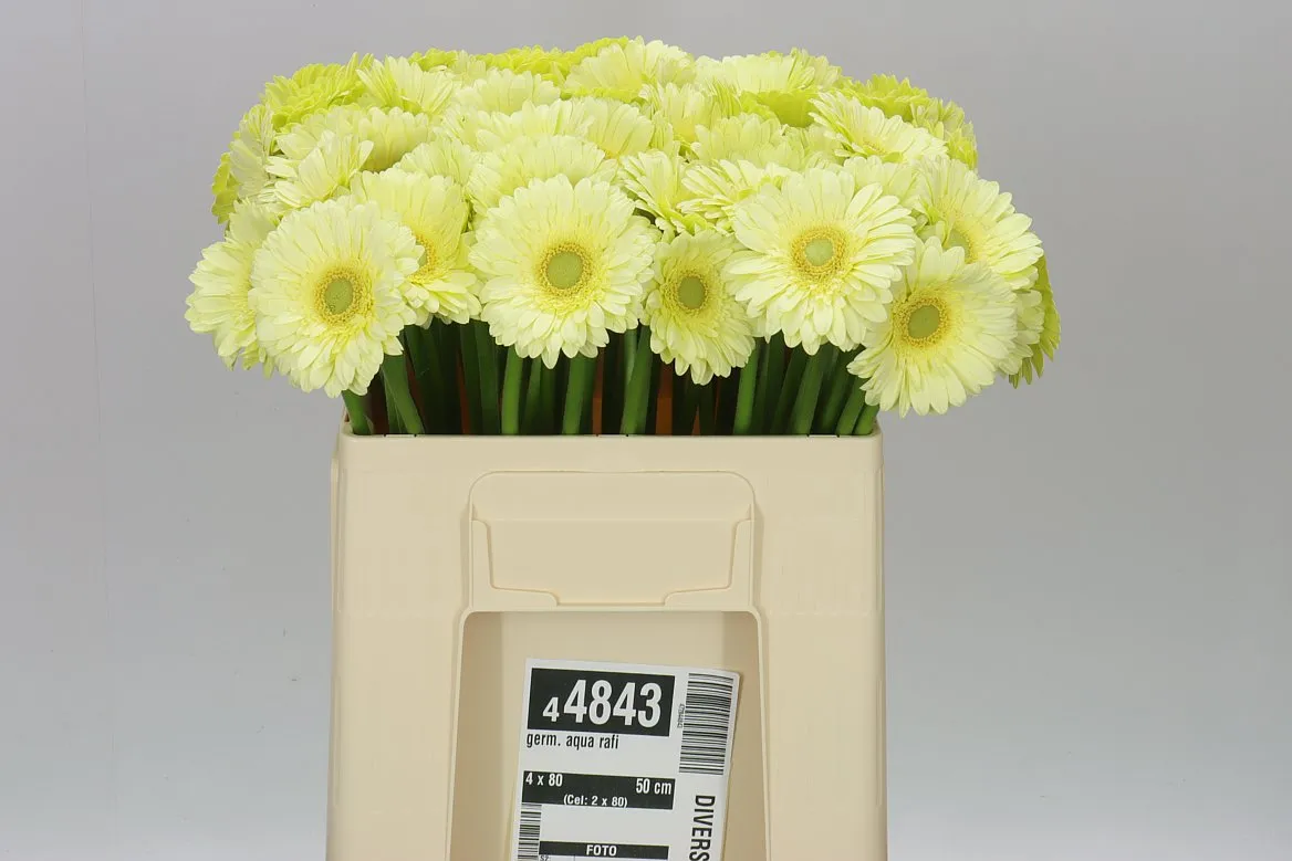 Germini Aqua Rafi • 50 cm