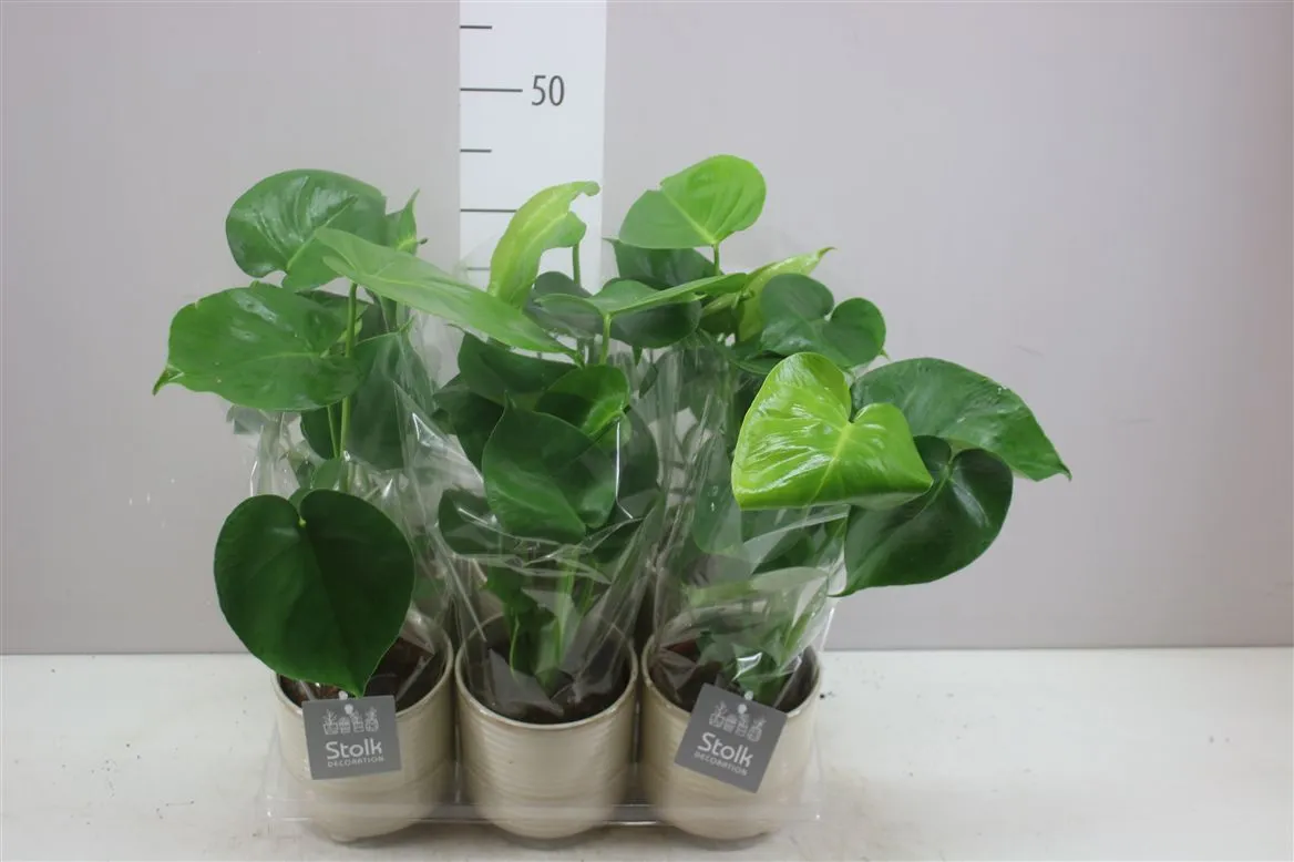 Monstera Deliciosa Maren v keramike • črepník 13 cm