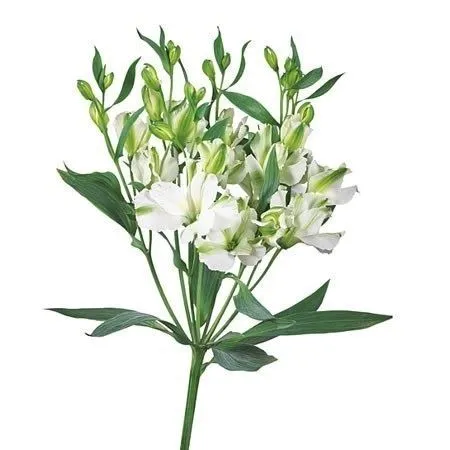 Alstro Charmelie Blanc • 70 cm