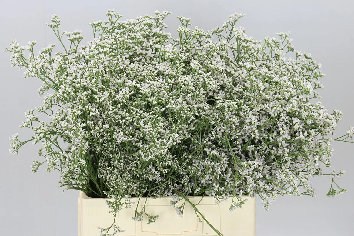 Lim. Casp White Neto • 70 cm