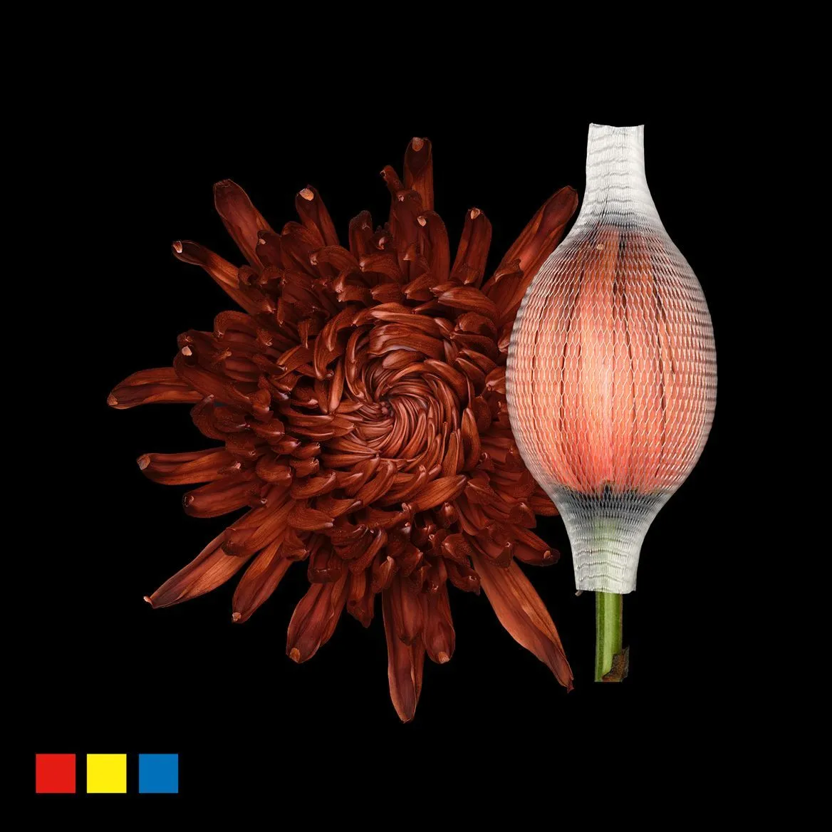 Chryzantéma veľkokvetá Stravina Brown • 70 cm