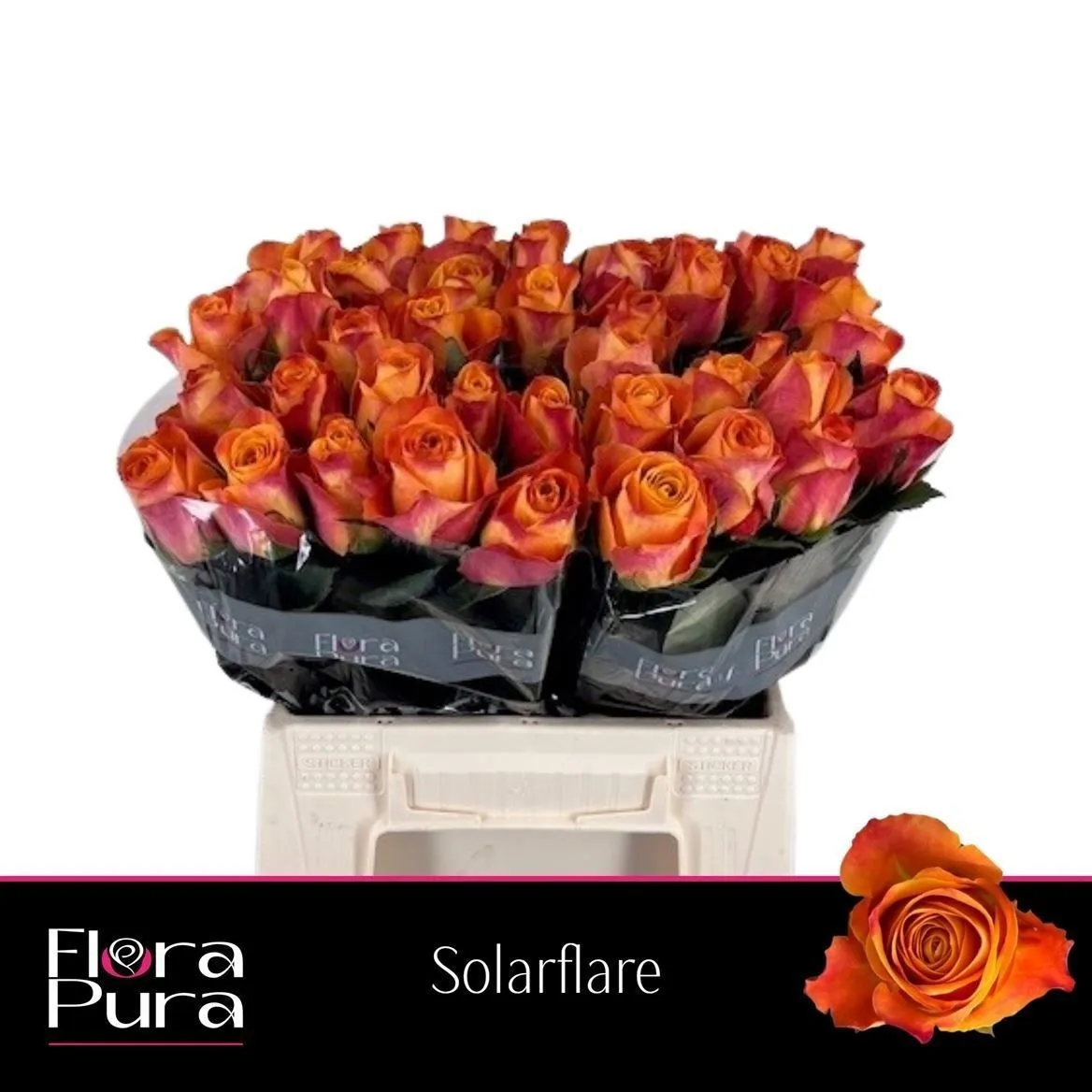 Rosa Gr Sunflare • 40 cm